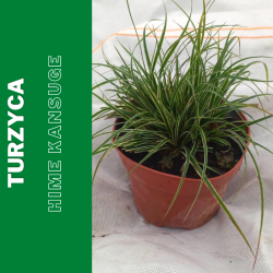 Turzyca Stożkowana  Hime Kansuge